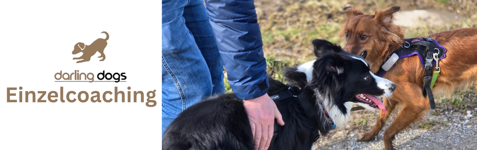 Banner Darling Dogs